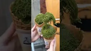 Matcha Sweets Shops Tokyo