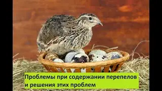 Проблемы при содержании перепелов и решения этих проблем