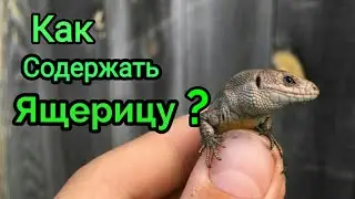Как содержать ящерицу в домашних условиях?