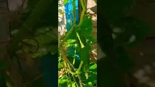 Home Garden #youtubeshorts