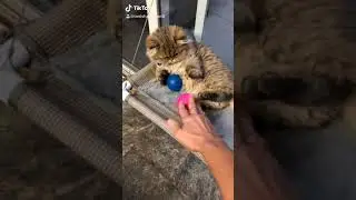 Priceless Persian Teacup Kitten Cuteness