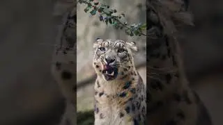Алай бош