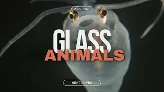 Glass Animals -  the most transparent aquatic animals to the Glass Animals soundtrack- Heatwave