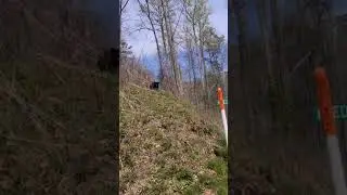 Наша доча Карина с семьёй только что засняли Медведя.. США.