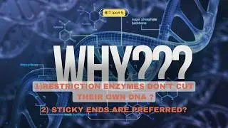 BIT:5 why endonucleases do not cut their own DNA| why sticky ends are preferred