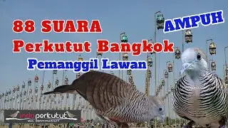 Suara pancingan perkutut Bangkok agar cepat gacor