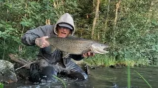 Swedish Giants - Migrating Brown Trout on the fly