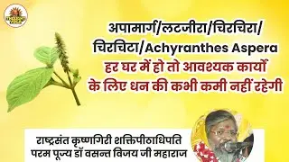 चिरचिटा/अपामार्ग हर घर में हो तो पैसों की कभी कमी नहीं रहेगी। पूज्य गुरुदेव वसन्त विजयजी महाराज।