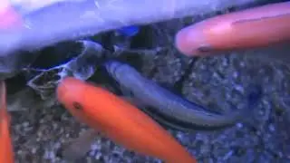 Кормление Африканских цихлид. Feeding of African cichlids.Угловой аквариум Венеция-140л.