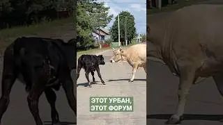 Этот Урбан, этот Форум 