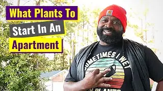 What Plants To Start In An Apartment