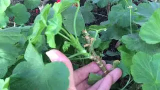 Какие черенки герани годятся для укоренения