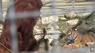 Орангутан и тигренок лучшие друзья!🐒🐯💕Перетягивание каната, кто СИЛЬНЕЕ?😍
