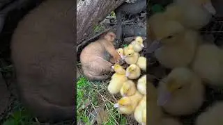 Dog  Animal Funny video