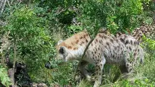 । Copyright free, No copyright stock footage, Royalty free animal videos for youtube || Hyena
