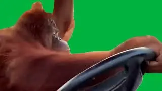 Monkey Driving Green Screen