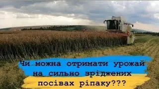 Збирання ріпаку. Який урожай може дати сильно зріджений  посів? 