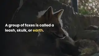 Foxes: Interesting Facts about Wild and Domestic Animals