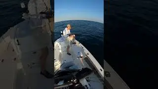 Trigger Fish action off Ponce Inlet New Smyrna Beach 