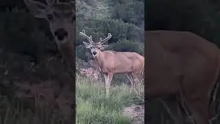 Buck in velvet