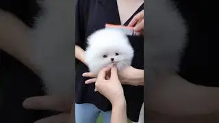 What's the charm of a white pomeranian?🧐🫣🙄😍 #pomeranian #whitepomeranian