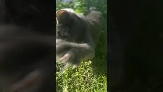 Бьянка ловит мух