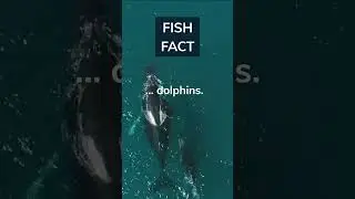 Did you know killer whales are actually dolphins? Comment and subscribe 👇#shorts