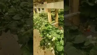 Как выращивают клубнику зимой?