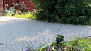 Трясогузка дразнит кота Винсента.