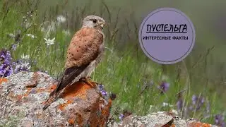 ПУСТЕЛЬГА🦅/Не очкарик👓👍👍👍