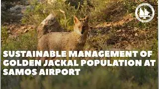 Sustainable Management of Gold Jackal Population at Samos Airport