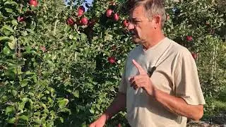 apple variety Modi in 2024