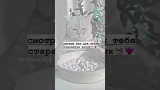 #shorts #котики #котята