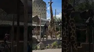 #animals #dance #giraffe