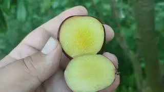 New!!! Плуот Флавор Харт (pluot Flavor Heart). Дегустація сигналки 2023 року
