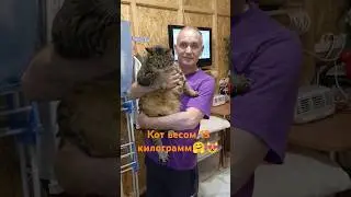 #кронштадт #cat #милыекоты #гиганский_кот
