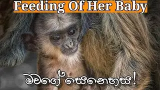 Top1 | Mother feeding of her baby | Yala safari kamesh