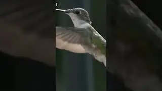 Hummingbird robot #technology #robot #science #innovation #ai #robotics #airobot #animals