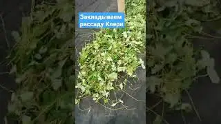 Закладываем кассетную рассаду сорта Клери