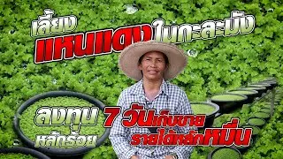 เลี้ยงแหนแดงในกะละมัง ลงทุนหลักร้อย 7 วันเก็บขายรายได้หลักหมื่น #เกษตรอารมณ์ดี