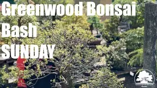 Greenwood Bonsai Bash - SUNDAY