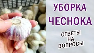 Чеснок.Выращивание из бульбочек,зубков.Гладкое донце.Сбор урожая.Ответы на вопросы. 