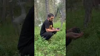 Черника ! Как собирают Чернику? Эльбрус Активный Отдых в Горах 