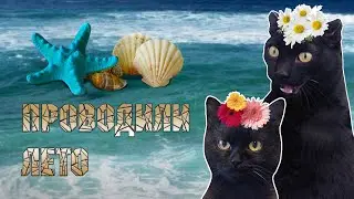 Фотогалерея для котачей - Архивы стримов