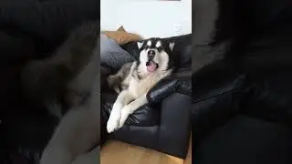Malamute Howls Along with Siren