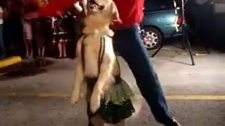 amazing dog dance in maxico