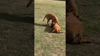 When Bruno and Poppy were young dogs