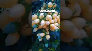 В КИСТИ 200 ШТУК популярные трматы