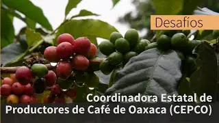 Coordinadora Estatal de Productores de Café de Oaxaca (CEPCO)