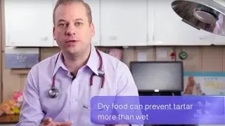 Vet Advice | Should I Feed My Dog Wet or Dry Food?